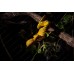 Morelia viridis - Pitón arborícola verde